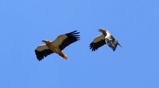 Photo of Egyptian Vulture