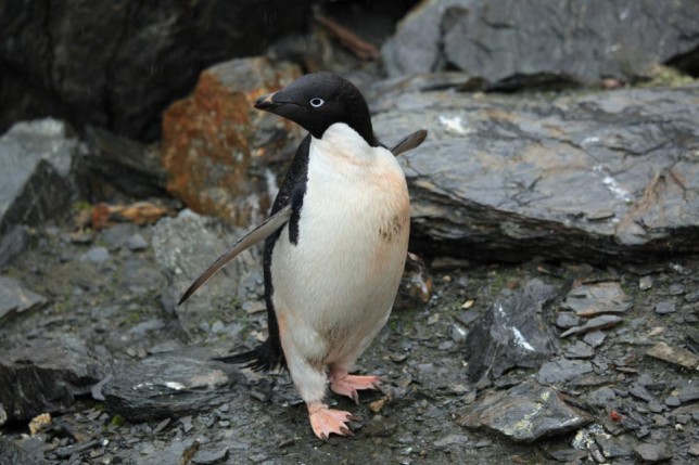 Photo of Adelie Penguin