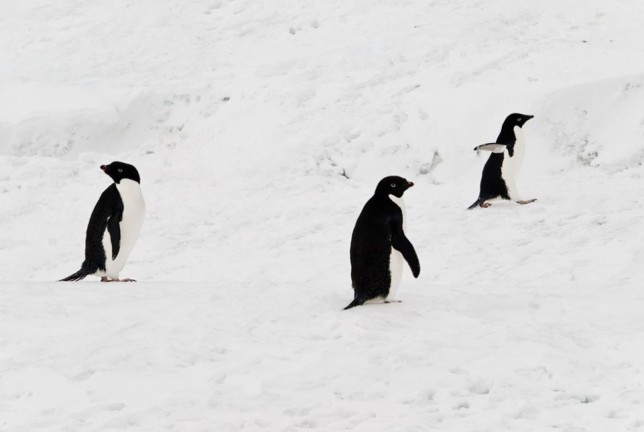 Photo of Adelie Penguin