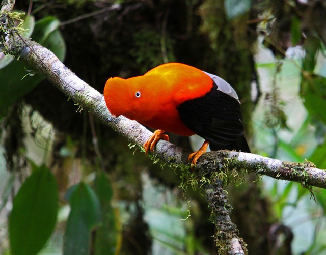 Photo of Andean Cock-of-the-rock