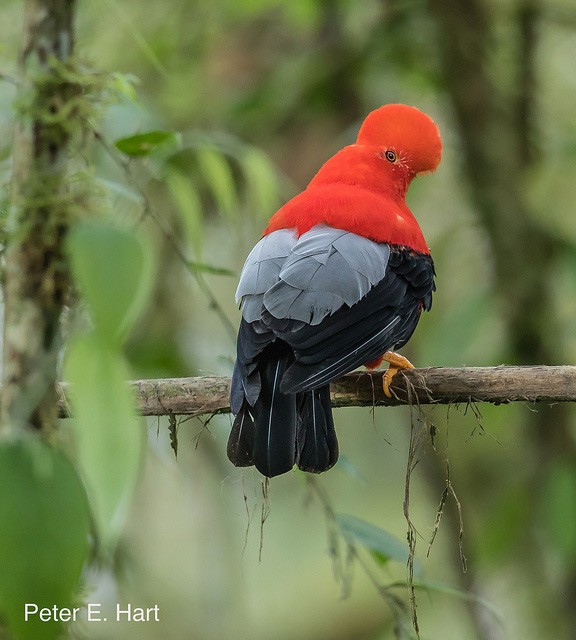 Photo of Andean Cock-of-the-rock