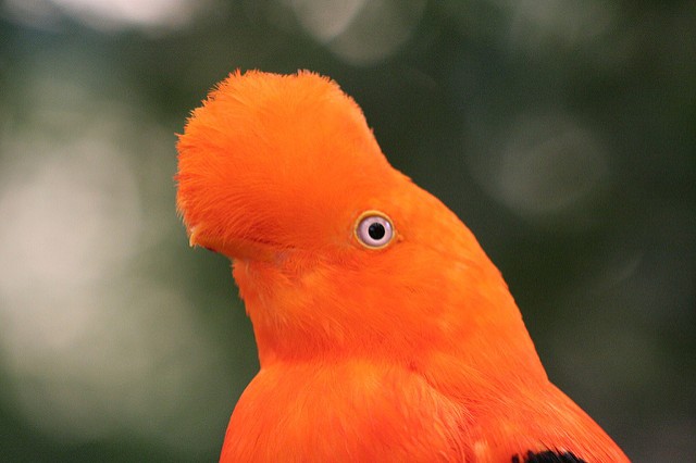 Photo of Andean Cock-of-the-rock