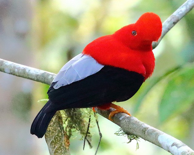 Photo of Andean Cock-of-the-rock