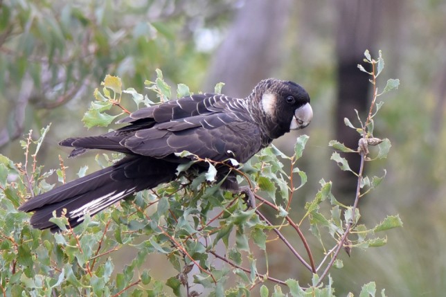 Photo of White-tailed Black Cockatoo