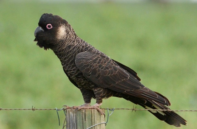 Photo of White-tailed Black Cockatoo