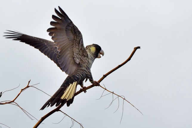 Photo of White-tailed Black Cockatoo