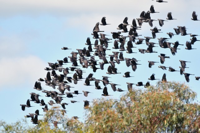 Photo of White-tailed Black Cockatoo