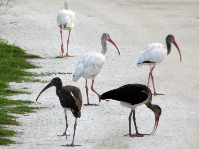 Photo of White Ibis