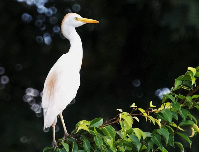 Photo of Cattle Egret
