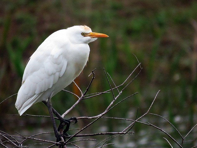 Photo of Cattle Egret