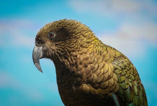 Photo of Kea