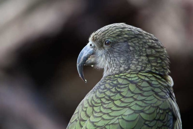 Photo of Kea