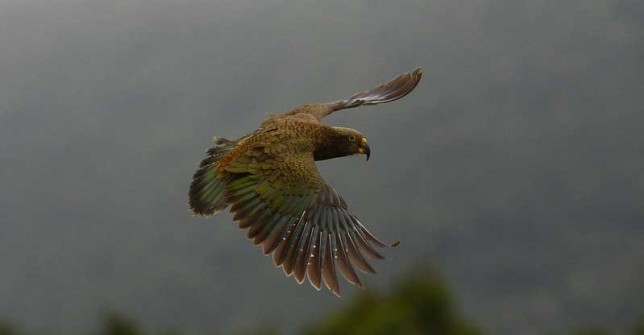 Photo of Kea