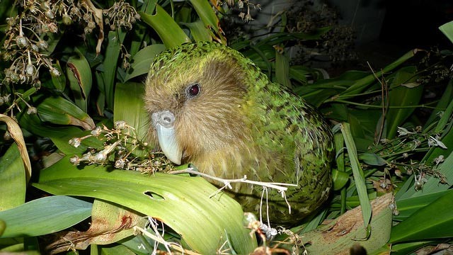 Photo of Kakapo