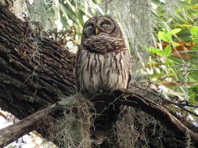 Photo of Barred Owl