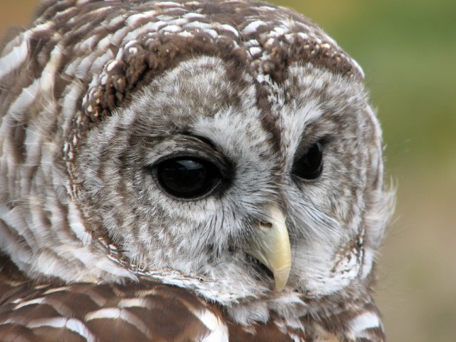Photo of Barred Owl