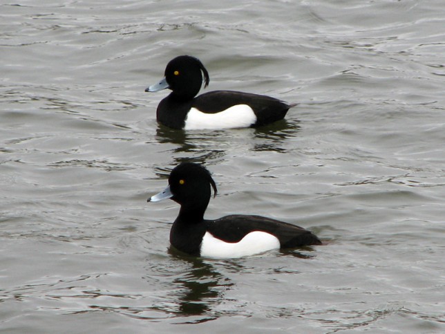 Photo of Tufted Duck