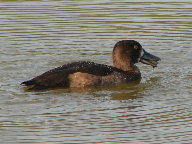 Photo of Tufted Duck