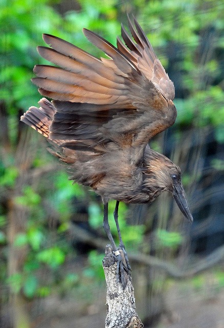 Photo of Hamerkop