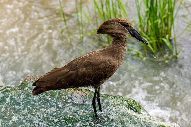 Photo of Hamerkop