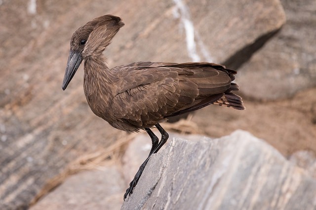 Photo of Hamerkop