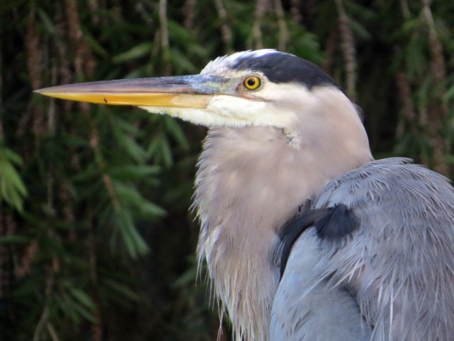 Photo of Great Blue Heron