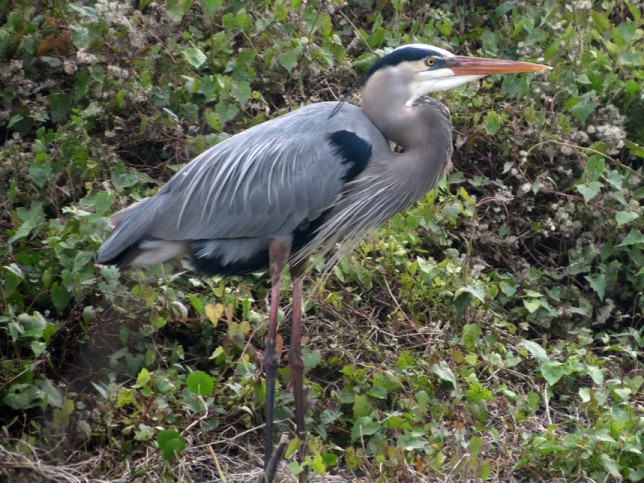 Photo of Great Blue Heron