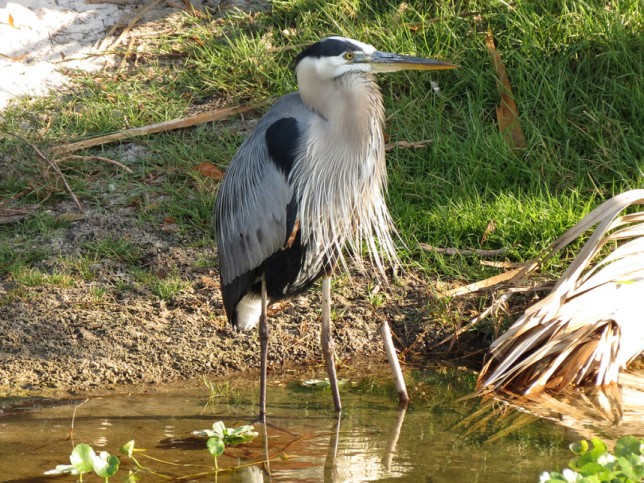 Photo of Great Blue Heron