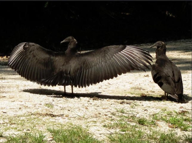 Photo of American Black Vulture