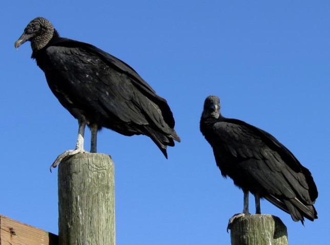 Photo of American Black Vulture
