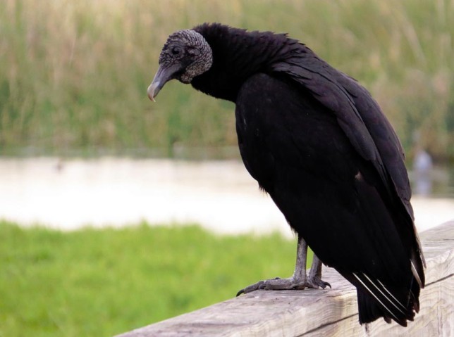 Photo of American Black Vulture