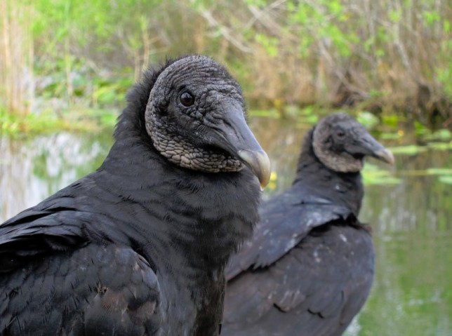 Photo of American Black Vulture