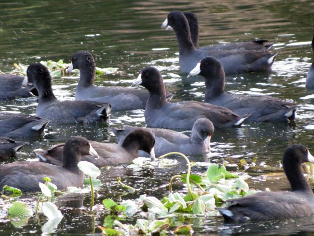 Photo of American Coot