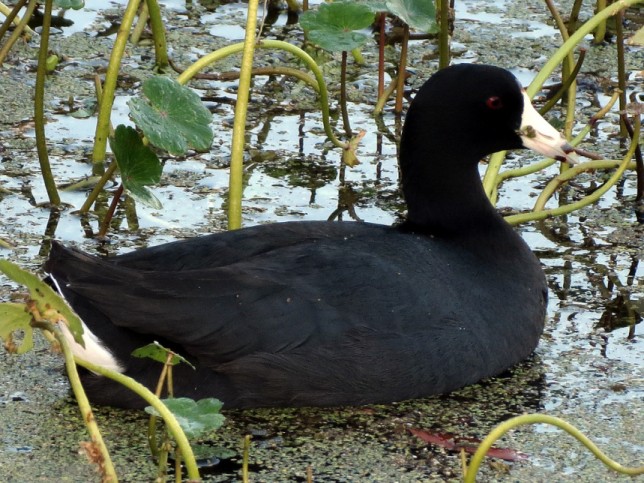 Photo of American Coot