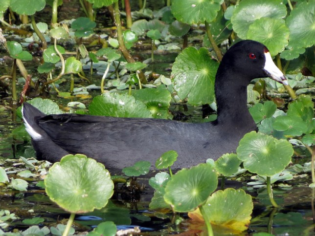 Photo of American Coot