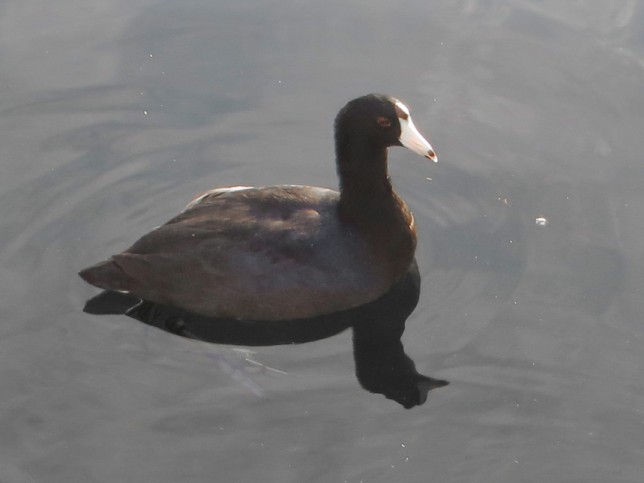 Photo of American Coot