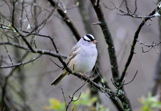 Photo of White-crowned Sparrow