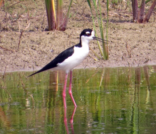 Photo of Black-necked Stilt