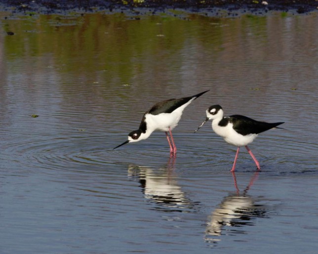 Photo of Black-necked Stilt