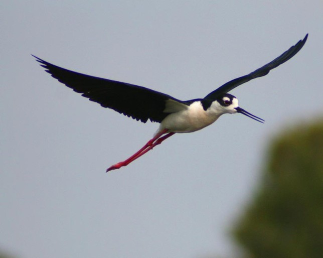 Photo of Black-necked Stilt