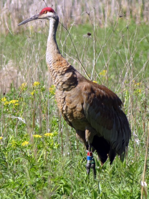 Photo of Sandhill Crane