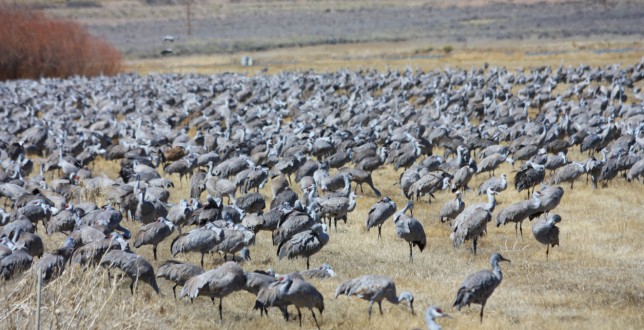 Photo of Sandhill Crane