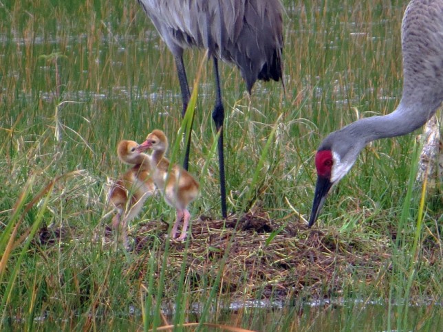Photo of Sandhill Crane