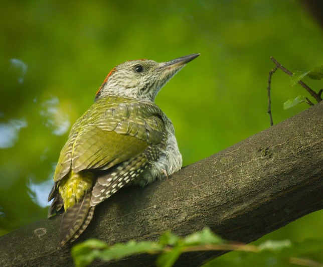 Photo of Green Woodpecker