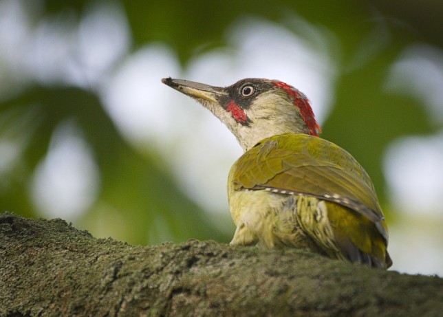 Photo of Green Woodpecker