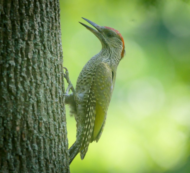 Photo of Green Woodpecker