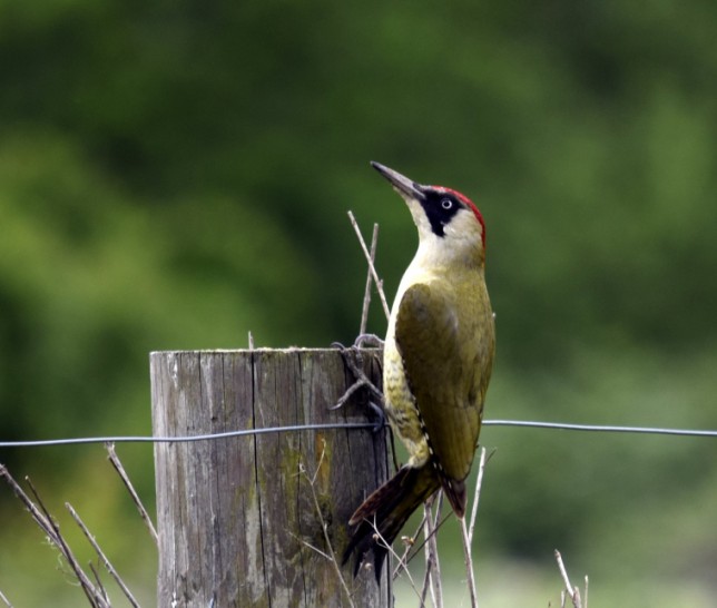 Photo of Green Woodpecker