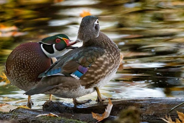 Photo of Wood Duck