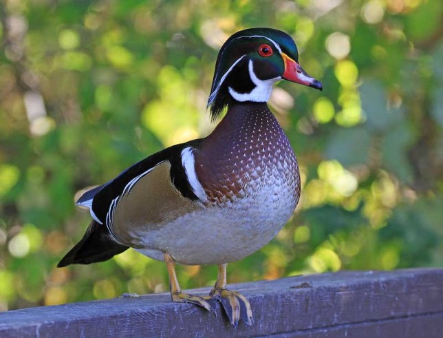 Photo of Wood Duck