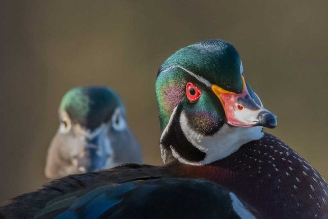Photo of Wood Duck